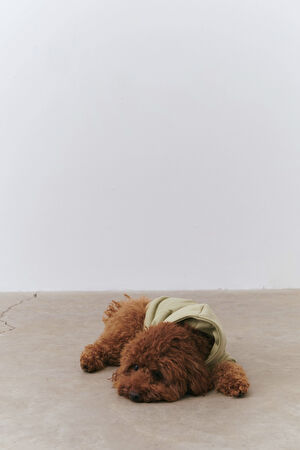 Köpek Sweatshirt_5