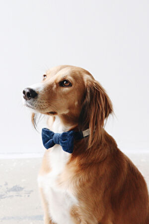 Köpek Aksesuarı