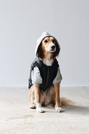 Köpek Puffer Mont