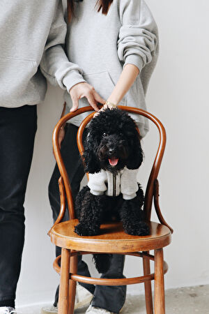 Köpek Kıyafeti