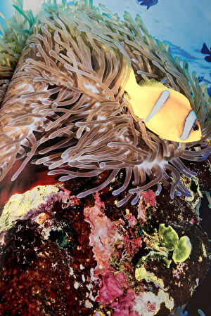 Saudi Arabia: Red Sea_9