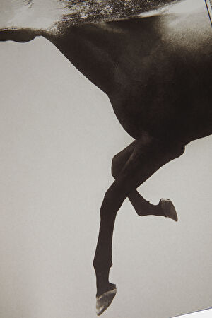 Untamed Spirits: Horses from Around the World_7