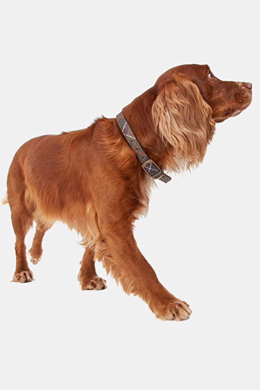 Tartan Köpek Boyun Tasması M 3
