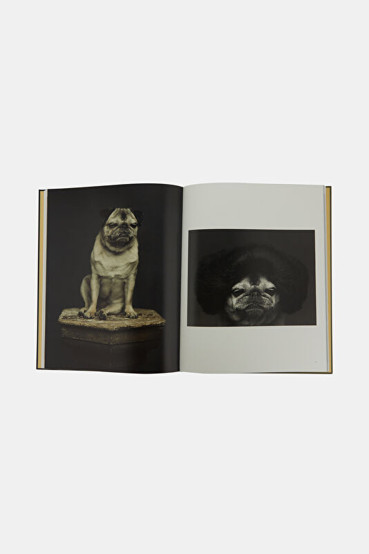 The Dogs 4