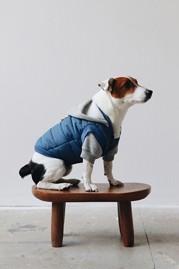 Köpek Puffer Mont 2
