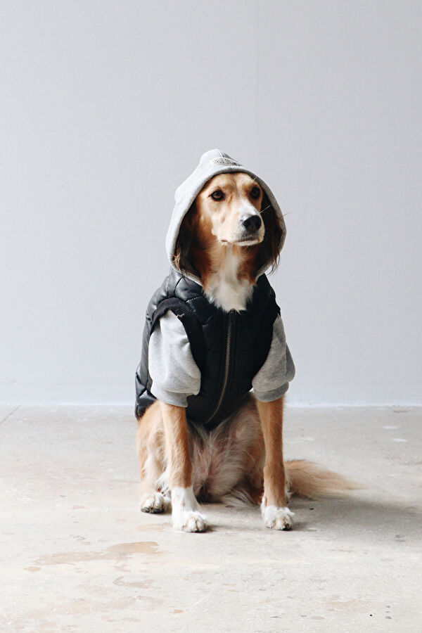Köpek Puffer Mont