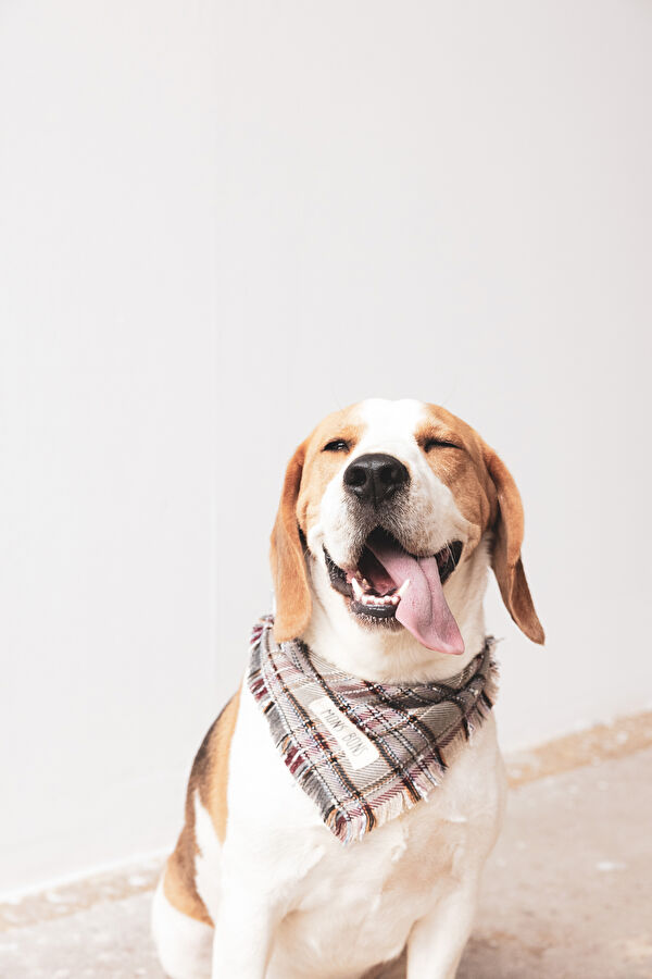 Köpek Aksesuarı