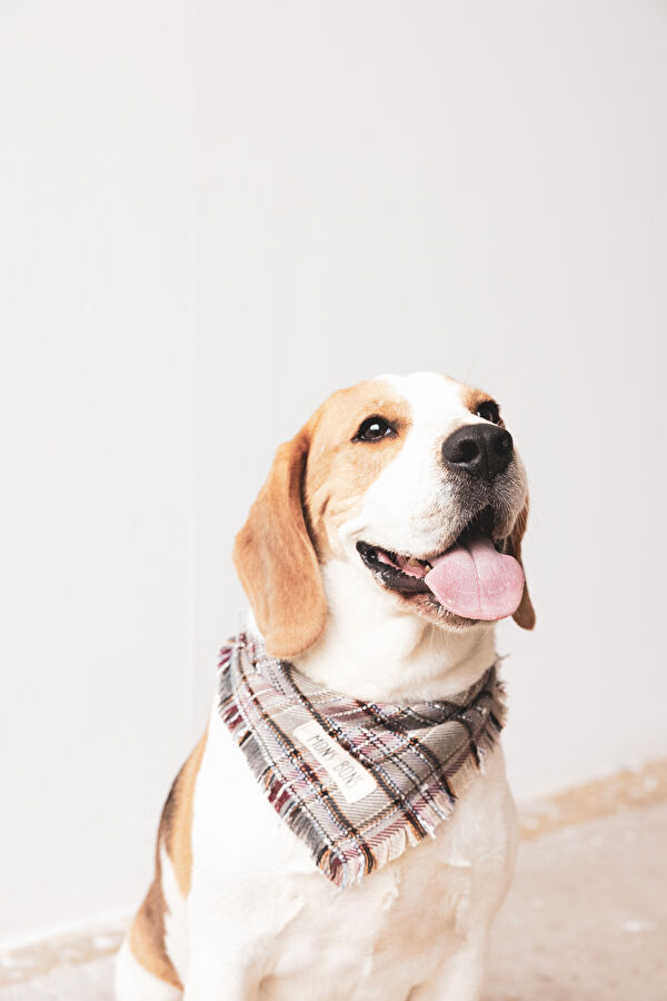 Köpek Aksesuarı 2
