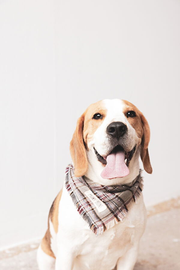 Köpek Aksesuarı 3