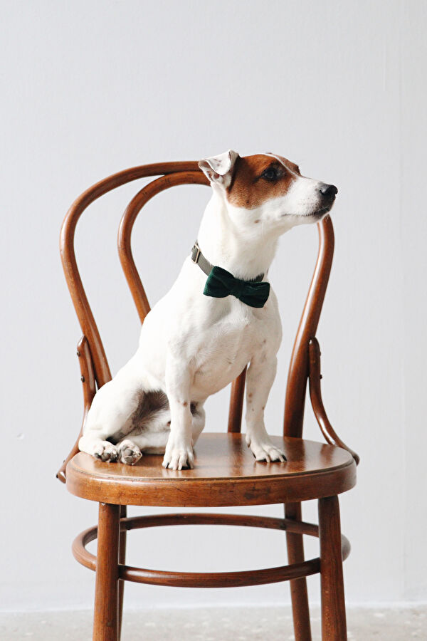 Köpek Aksesuarı