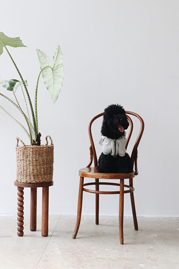 Köpek Kıyafeti 3