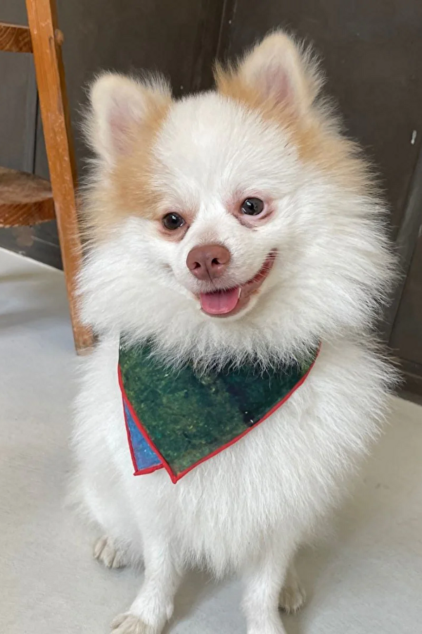 Party Bandana 2