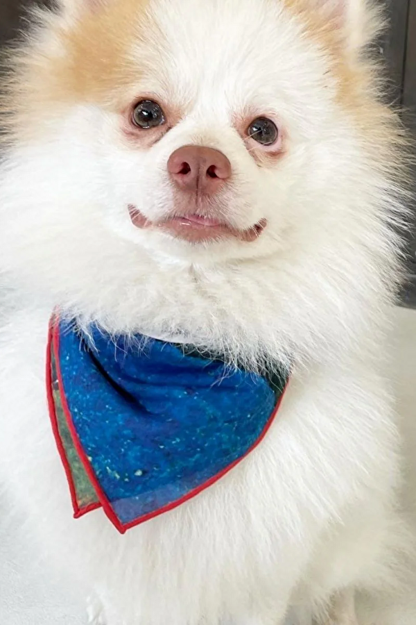 Party Bandana 2