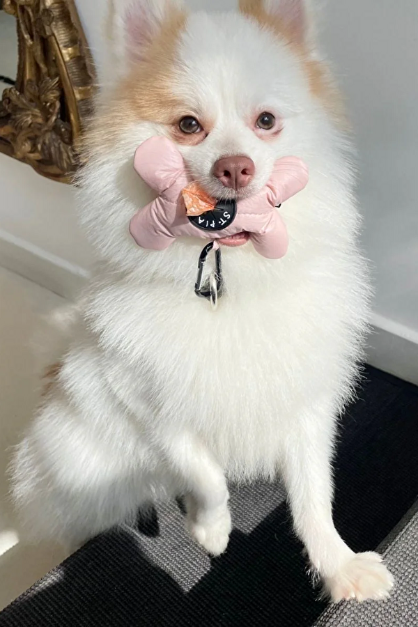 Osso Pet Aksesuar 4