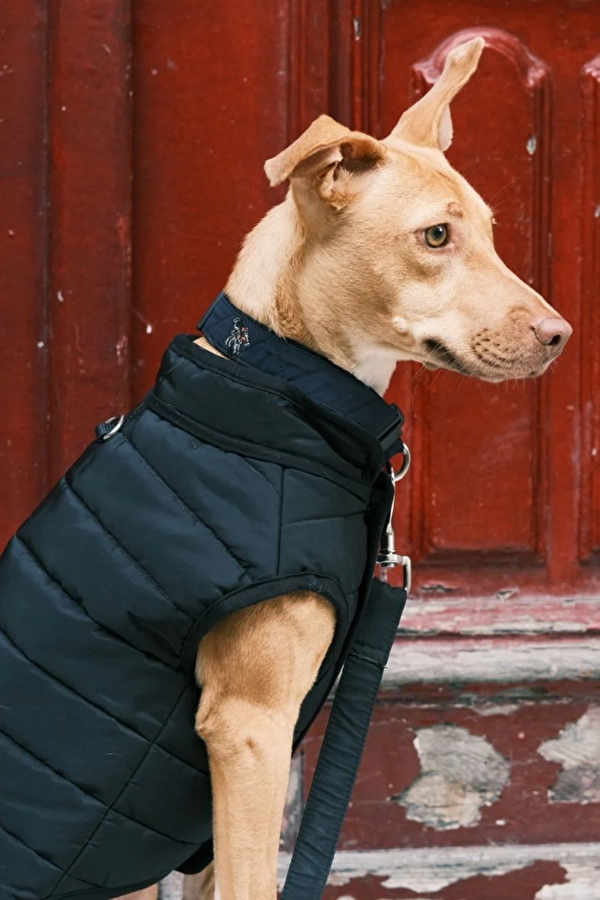 Köpek Kıyafeti 5