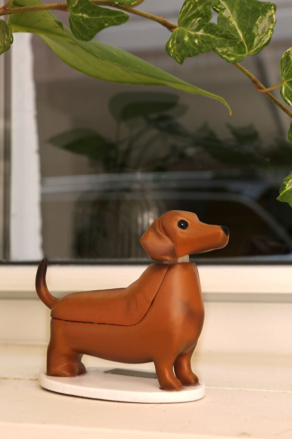Güneş Dachshund - Boudewijn 2