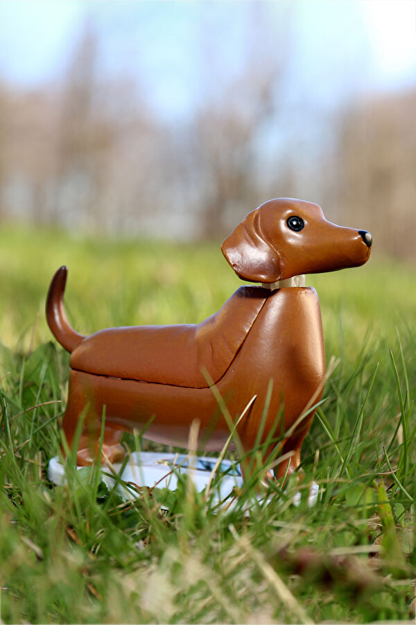 Güneş Dachshund - Boudewijn 5
