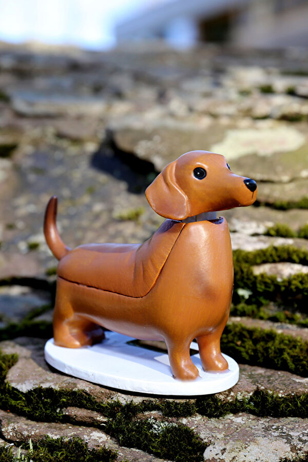 Güneş Dachshund - Boudewijn 6