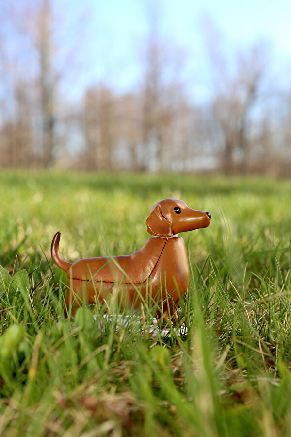 Güneş Dachshund - Boudewijn 7
