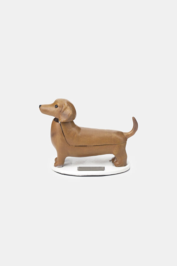Güneş Dachshund - Boudewijn 8