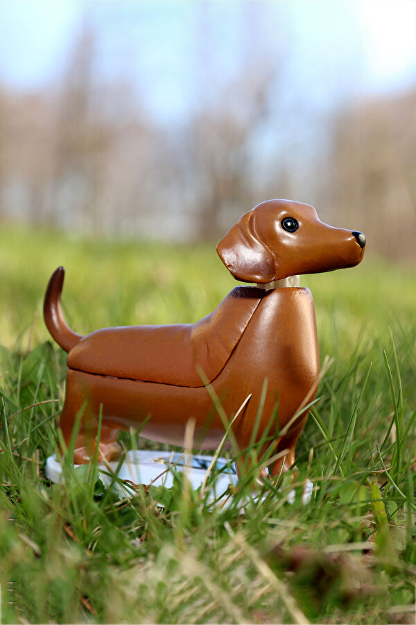 Güneş Dachshund - Boudewijn 9