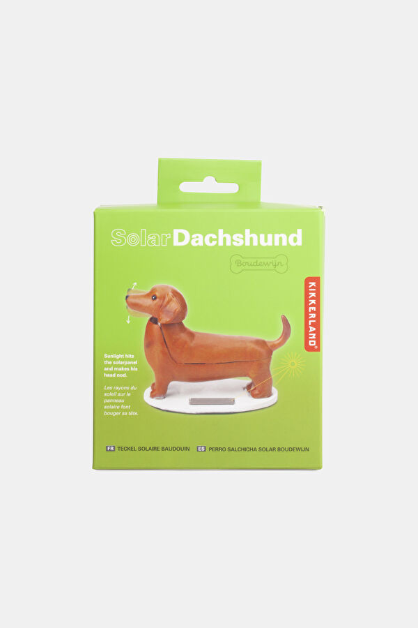 Güneş Dachshund - Boudewijn 10