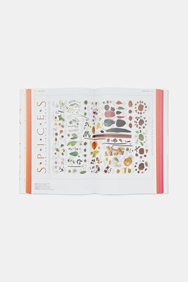 Food & Drink Infographics. A Visual Guid 5
