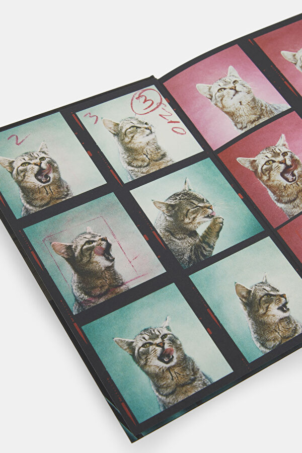 Walter Chandoha. Cats. Photographs 1942 3