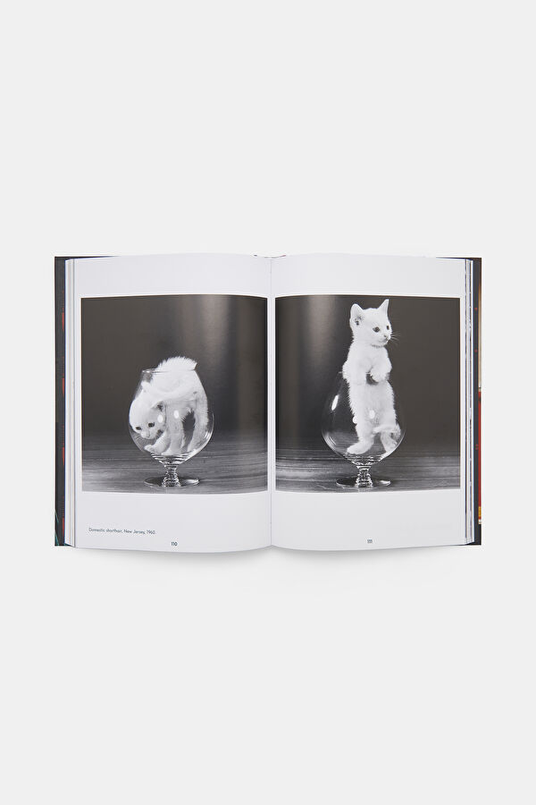 Walter Chandoha. Cats. Photographs 1942 5