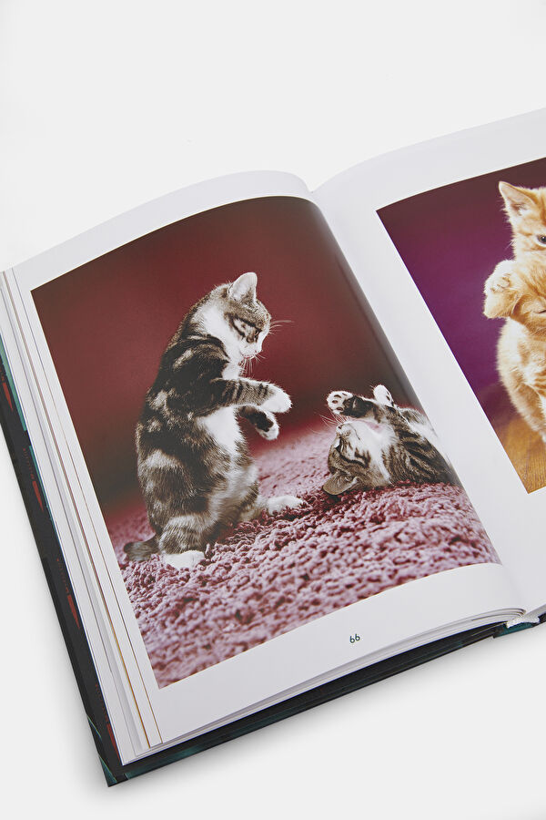 Walter Chandoha. Cats. Photographs 1942 8