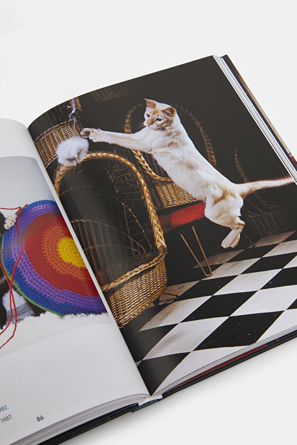 Walter Chandoha. Cats. Photographs 1942 9