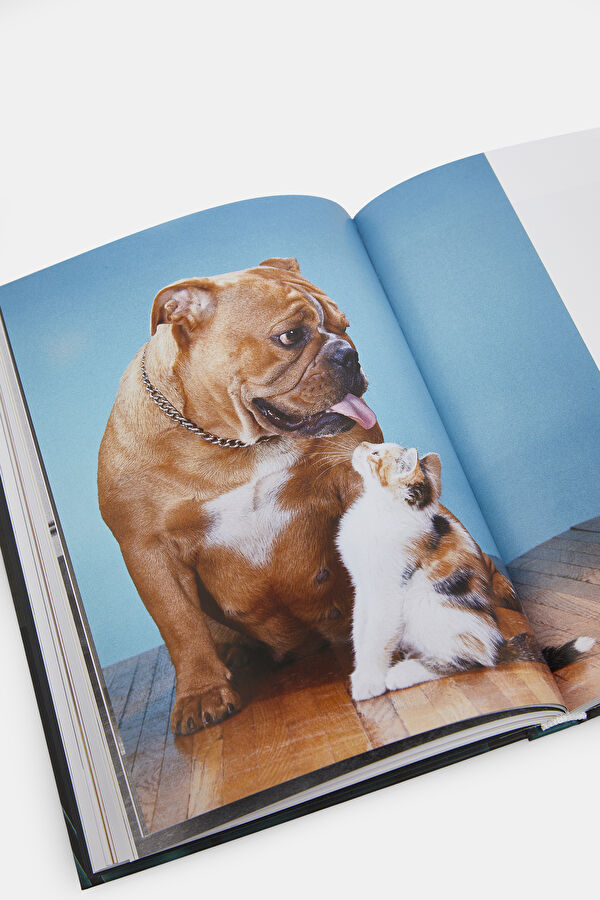 Walter Chandoha. Cats. Photographs 1942 10