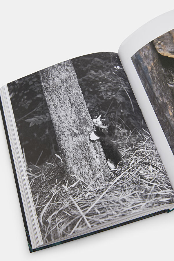 Walter Chandoha. Cats. Photographs 1942 12