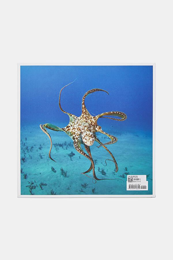 The Life and Love of the Sea 3