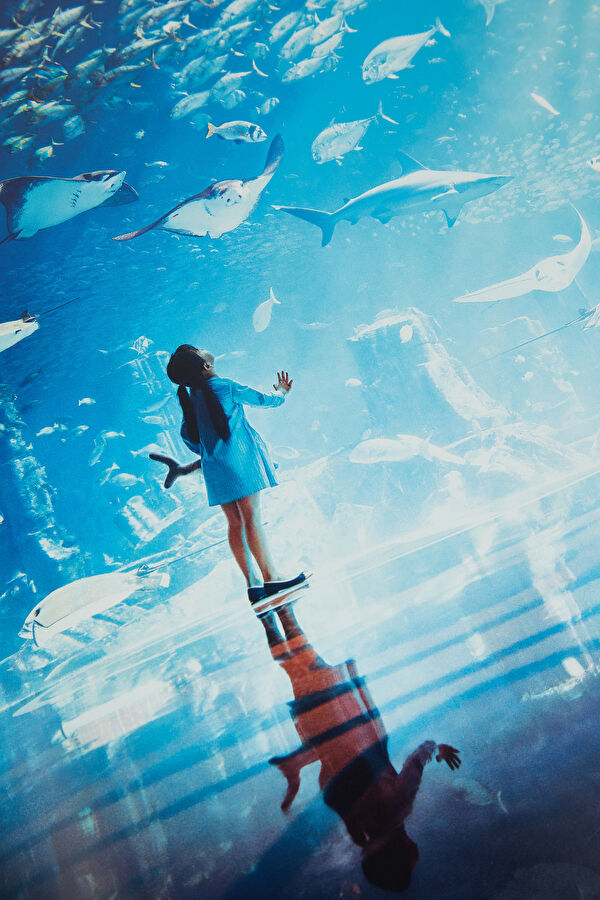 Dubai Wonder 7