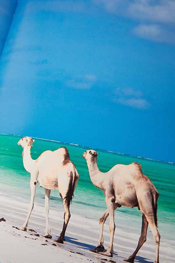 Saudi Arabia: Red Sea 5