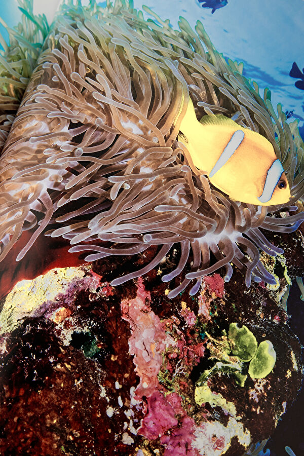Saudi Arabia: Red Sea 9