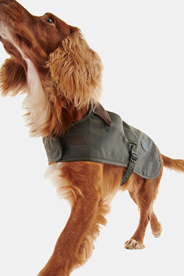 Yağlı Köpek Kıyafeti 4