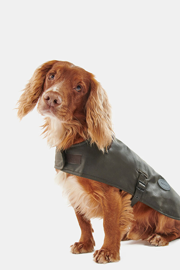 Yağlı Köpek Kıyafeti 5