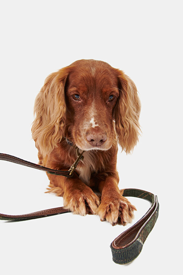 Tartan Köpek Tasma Kayışı 5