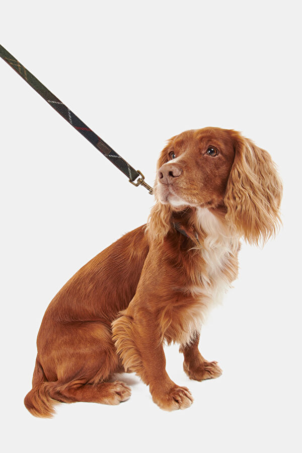 Tartan Köpek Tasma Kayışı 6