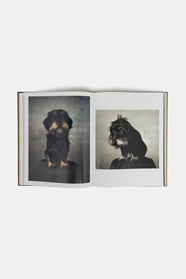 The Dogs 8