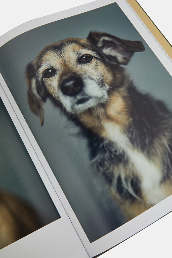 The Dogs 9