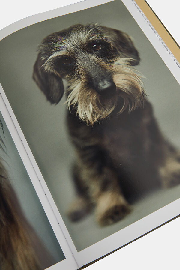 The Dogs 10