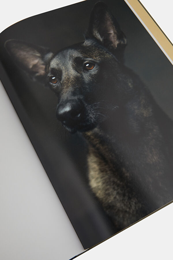 The Dogs 11