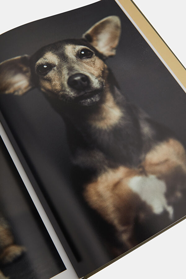 The Dogs 12