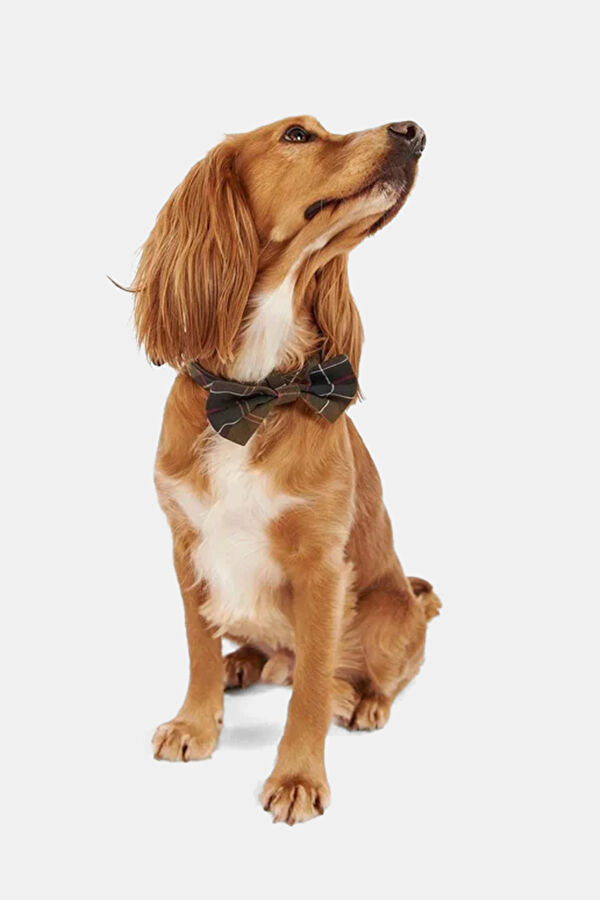 Tartan Köpek Papyonu 3