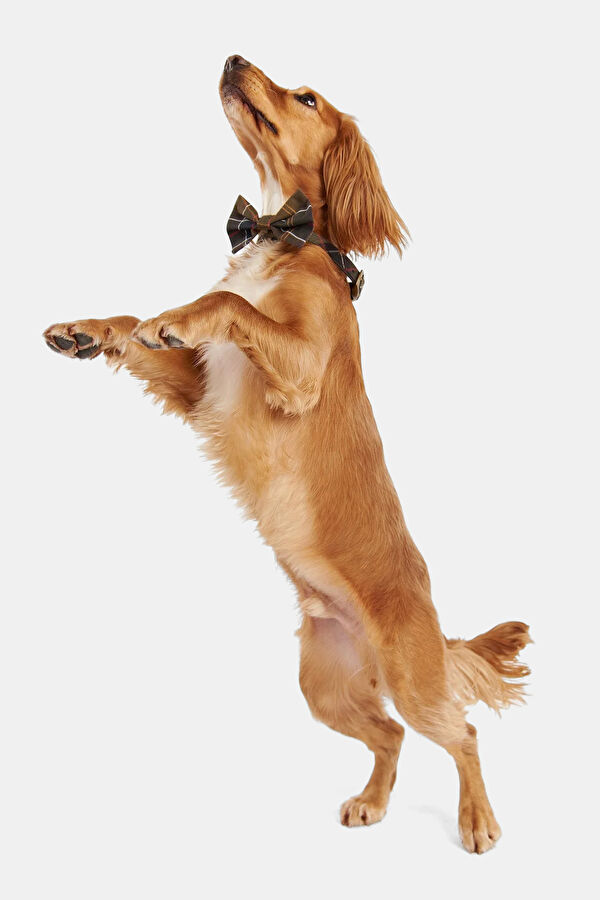 Tartan Köpek Papyonu 4