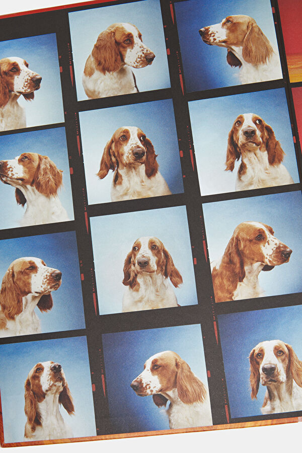 Dogs 4