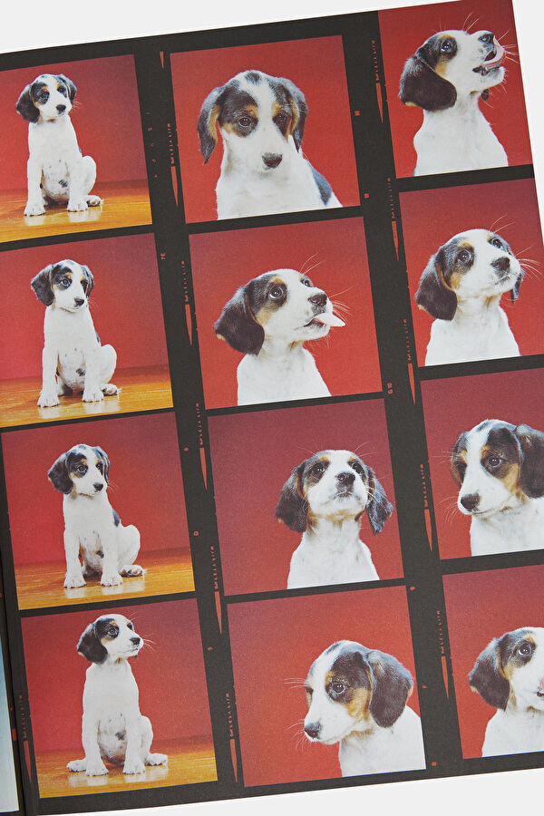 Dogs 5